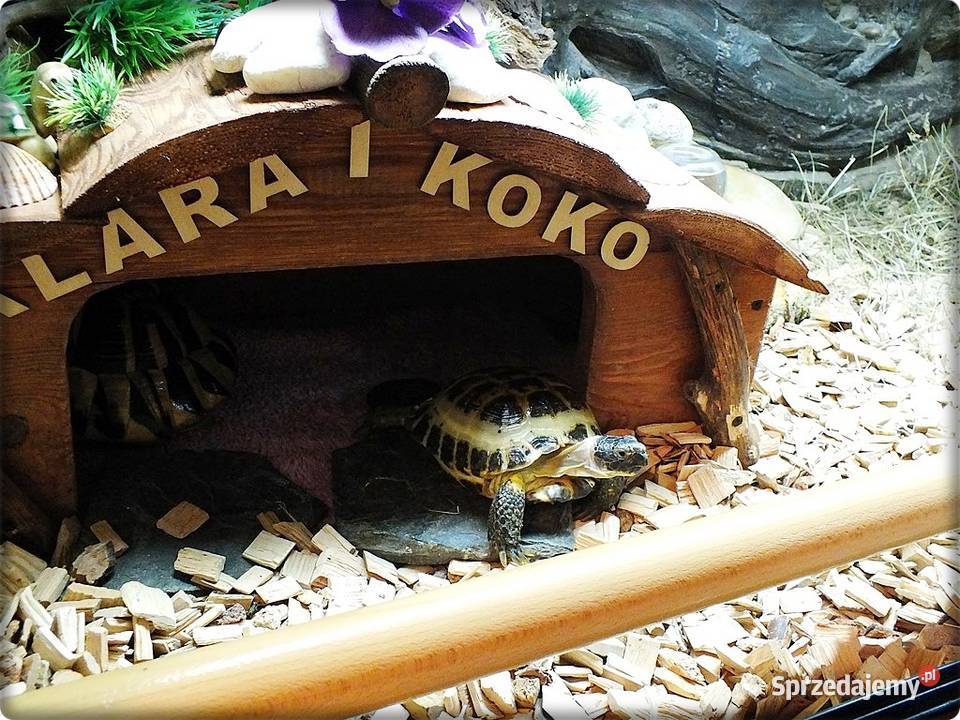 Duże Terrarium z szafką Żółw Grecki i Stepowy z Gady i płazy Lubsko sprzedam