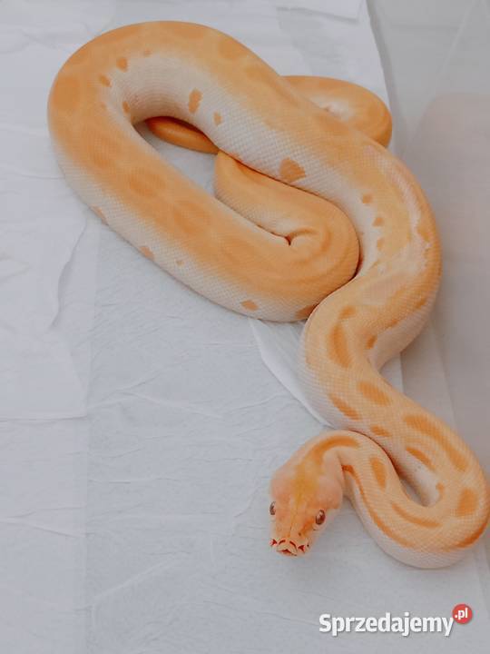 Pyton birmański samica Bielsko-Biała