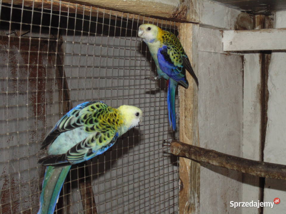 rozela bladoglowa para Racibórz