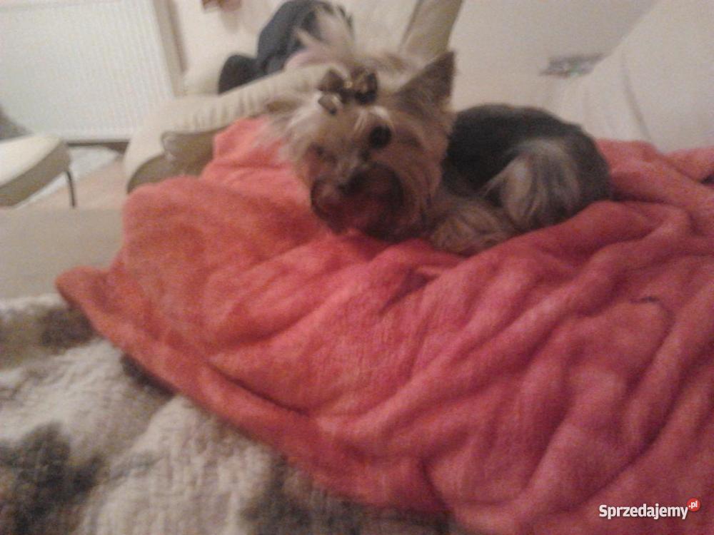 york mini xxs Sieroszewice