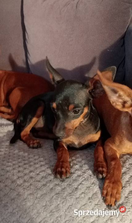 Ratlerek Pinczer miniaturowy Świnice Warckie