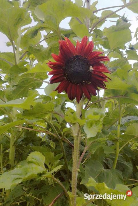 Kwiaty słonecznika kolorowe Bełżyce