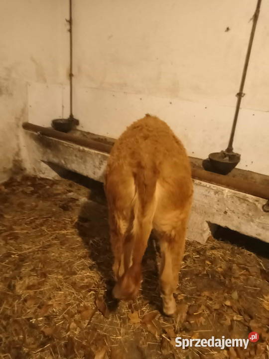 Sprzedam cielisie Stary Sącz