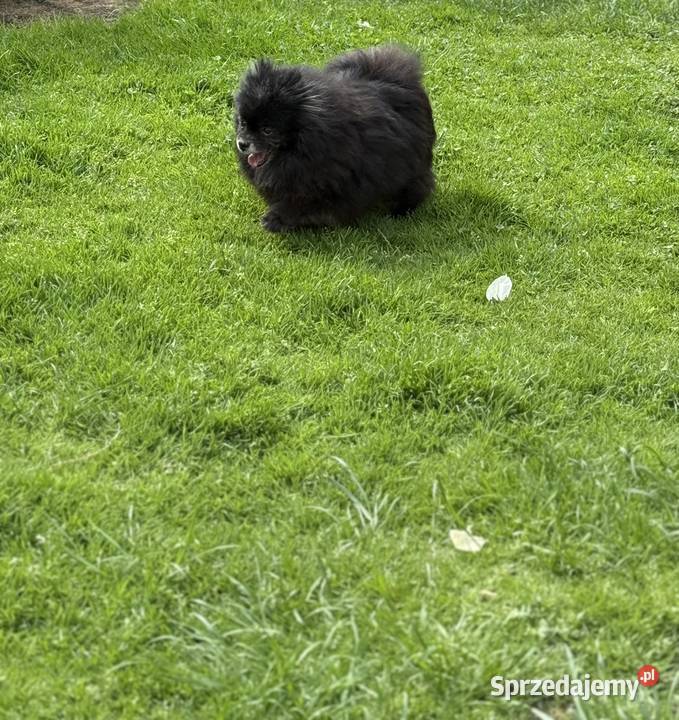 Szpic pomeranian dorosła sunia Szpic miniaturowy Gliwice