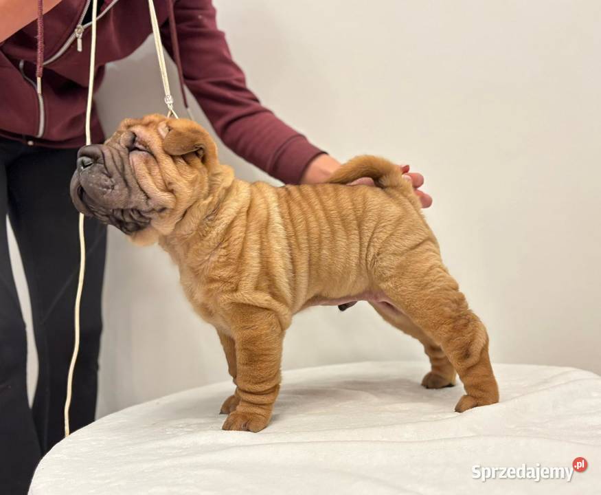 Szczenięta Shar Pei FCI