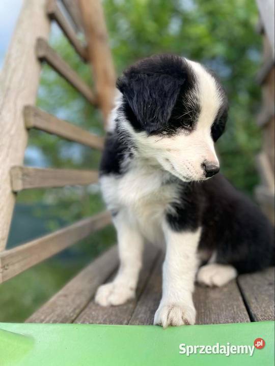 Sprzedam Szczenięta Border Collie ZKwP FCI Pyrzyce