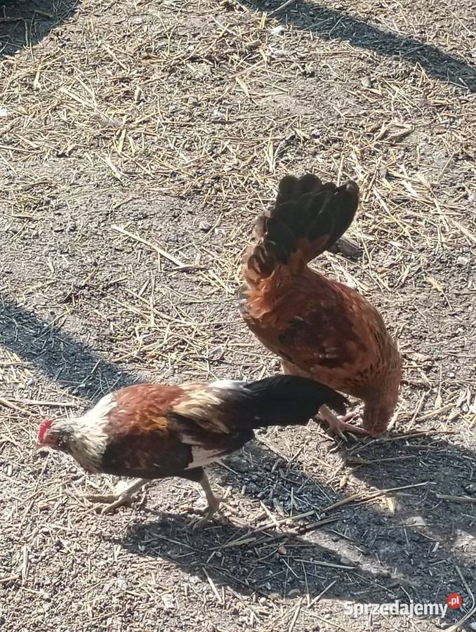 Kurki i kogutki Wrzesiny