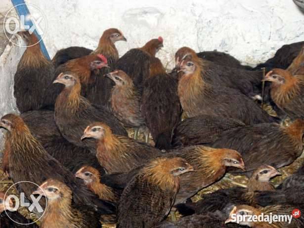 kury zielononóżki kuropatwiane Czechowice-Dziedzice
