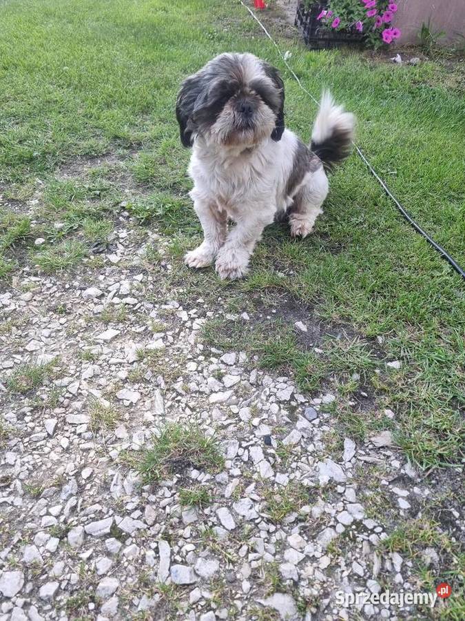 Shih tzu reproduktor Busko-Zdrój