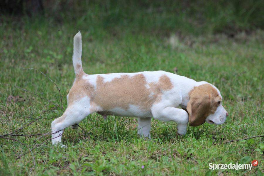 Szczeniaczek Beagle piesek Championie Polski Aleksandria