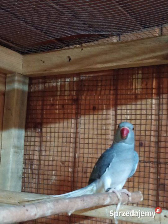 Aleksandretta GO 25r Ptaki Kamień Górowski