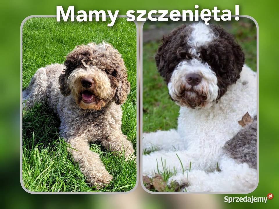 Szczenięta Lagotto Romagnolo utytułowanych Nysa