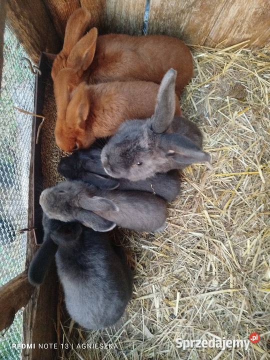 Króliki rasowe i hodowlane Dylągowa