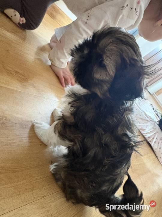 Suczka shih tzu Lipa
