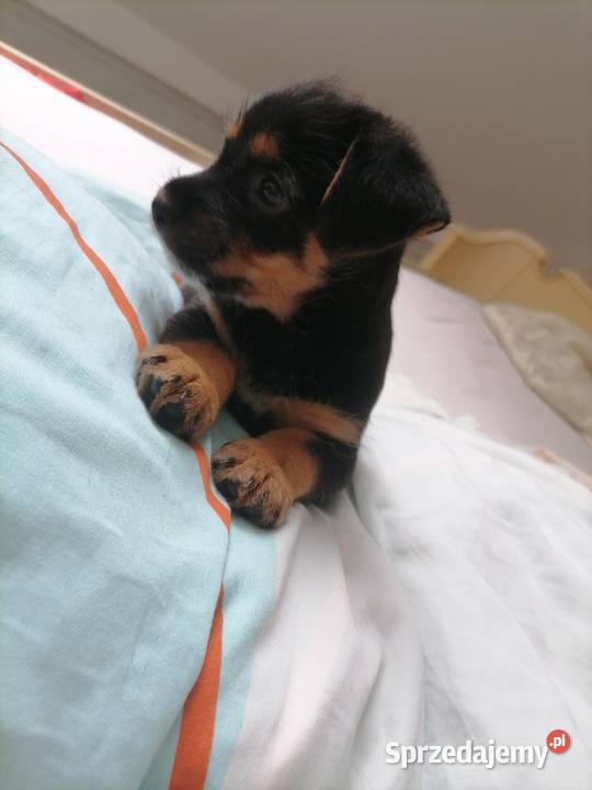  Pozostałe dolnośląskie Syców