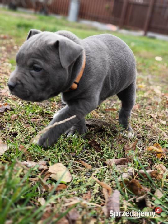 American Pitbull Terrier Żupawa