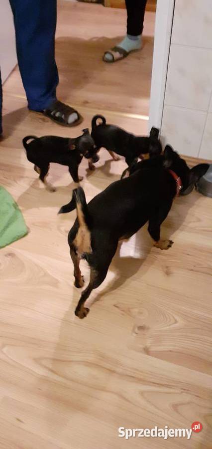 oddam w ręce szczenięta Zwierzęta kujawsko-pomorskie sprzedam