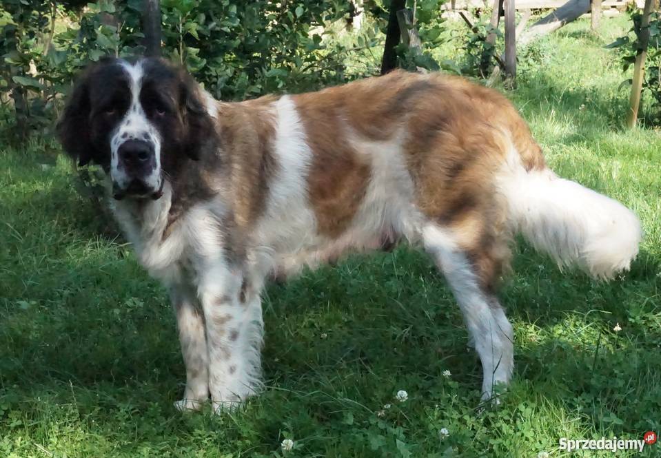 Moskiewski Pies Stróżujący NIE Bernardyn Białystok