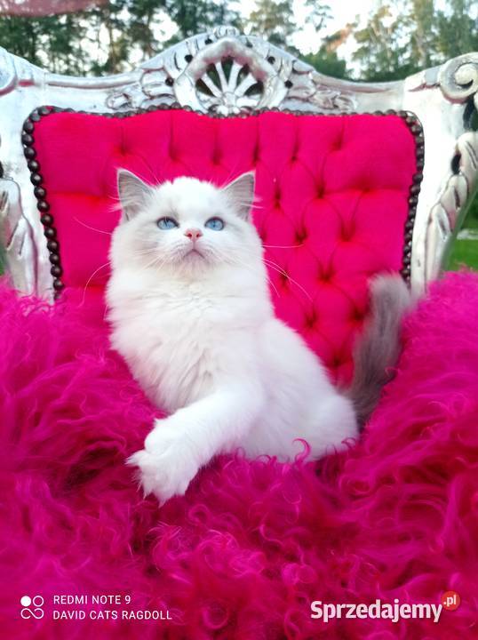 Ragdoll Kotka blue bicolor FIFE FPL