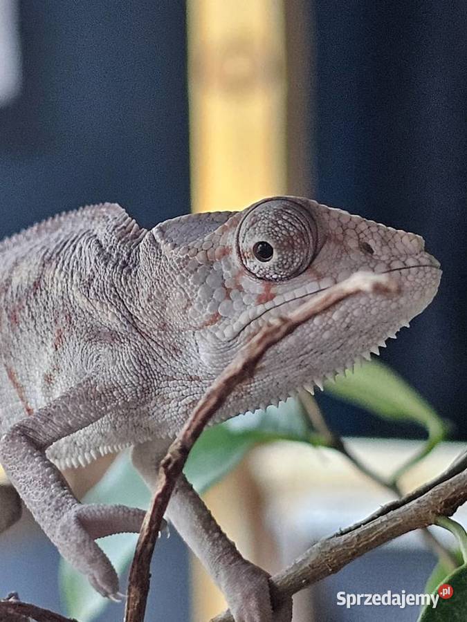 Kameleon lamparci Kraków