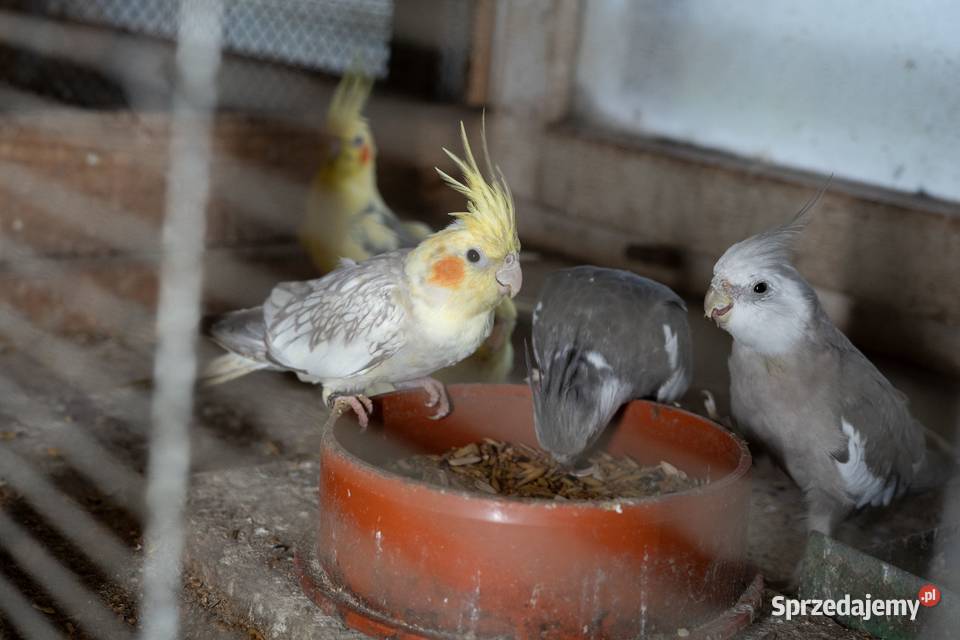 Papugi Nimfy Chmielnik