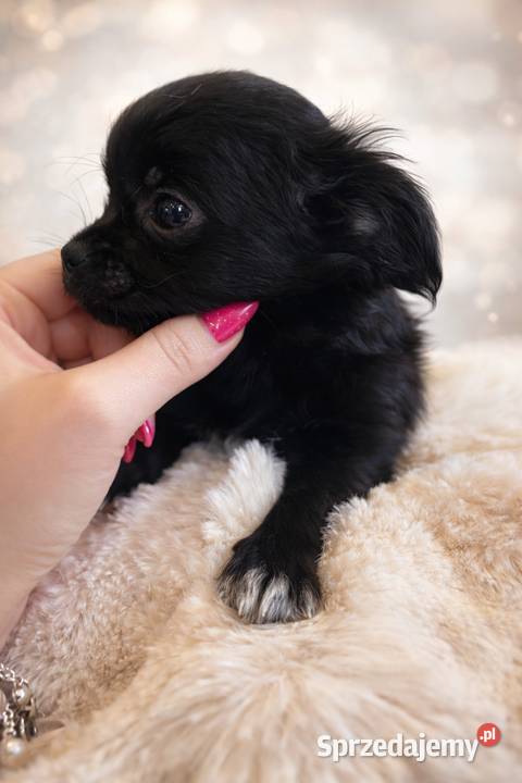 Chihuahua śliczny malutki piesek Sułkowice