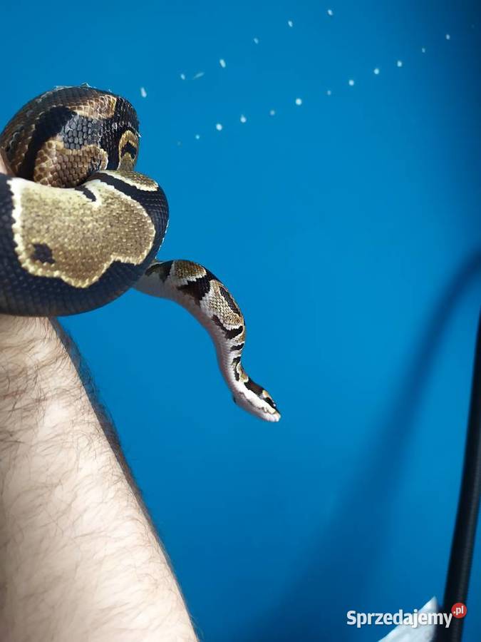 Pyton królewski z terrarium Gady i płazy śląskie