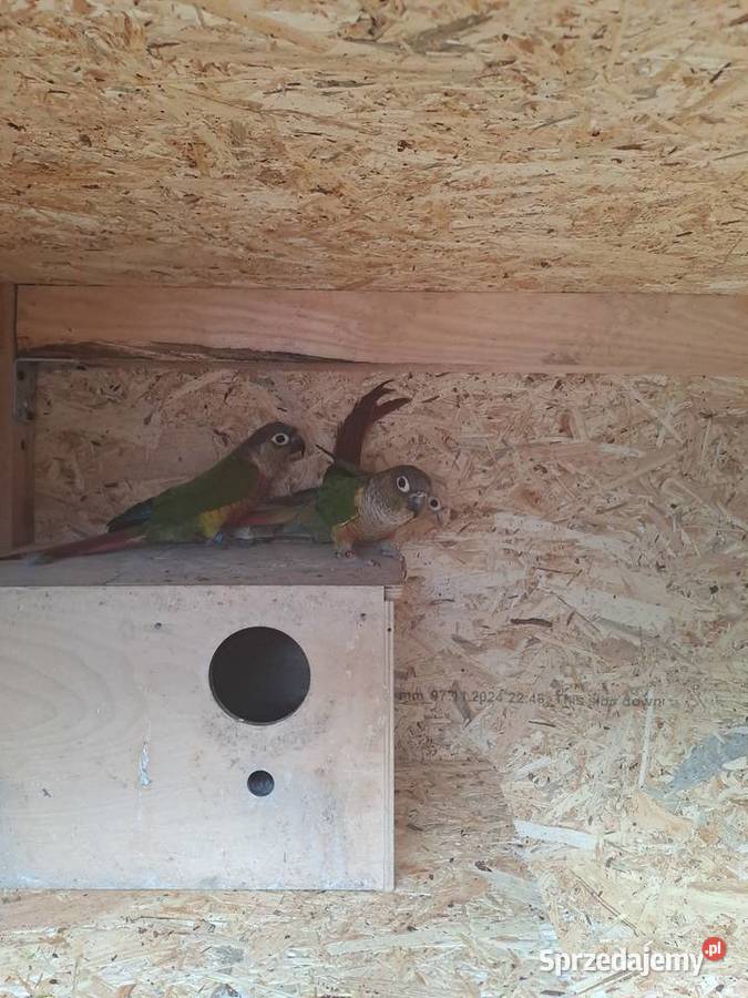 Rudosterki papugi Zwierzęta Czernica