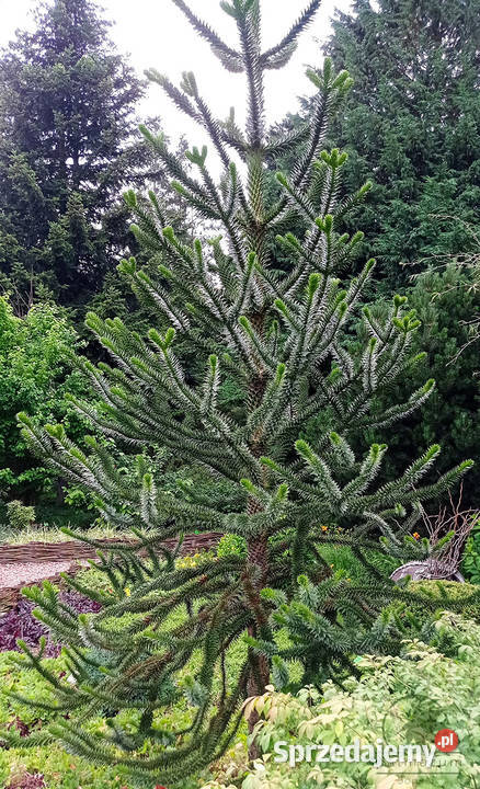Araukaria chilijska nasiona araucaria araucana