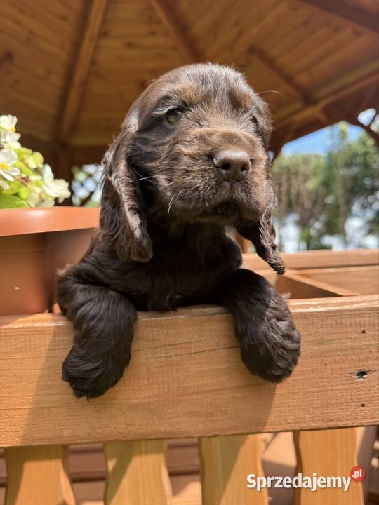 Wyjątkowa czekoladowa sunia Cocker Spaniel