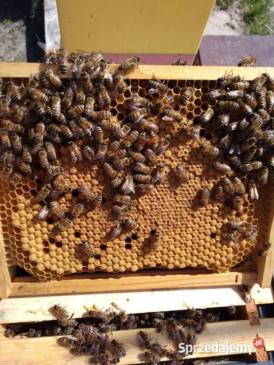 Matki pszczele HYG NieUnasiennione Buckfast