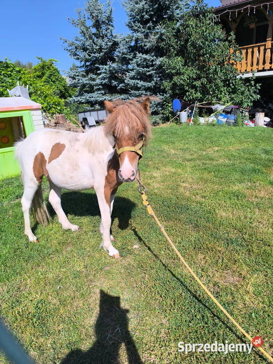 Sprzedam ogiera kucyka Lublin sprzedam