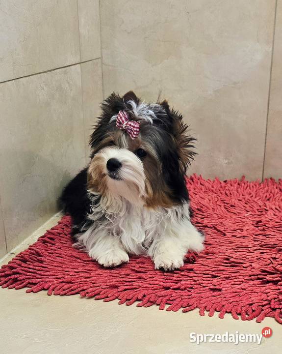 Piękny piesek 100 Biewer York chłopczyk York Orzesze