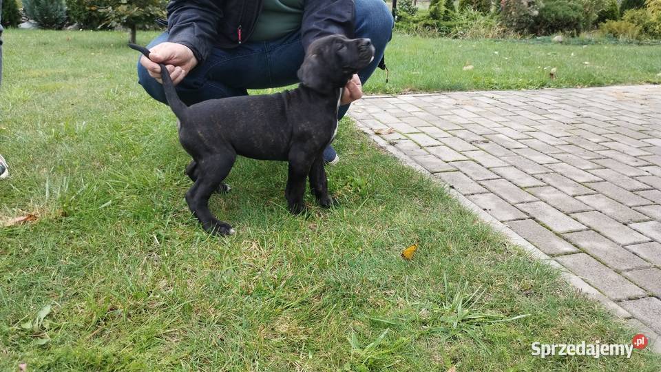 Piękne Szczeniaki Cane Corso Italiano sprzedam