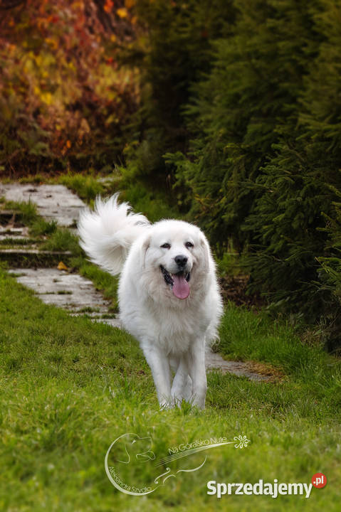 Owczarek podhalański Zabierzów