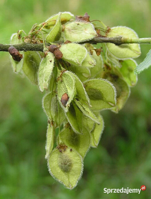 WIĄZ SZYPUŁKOWY Ulmus laevis NASIONA 1300 sztuk kujawsko-pomorskie