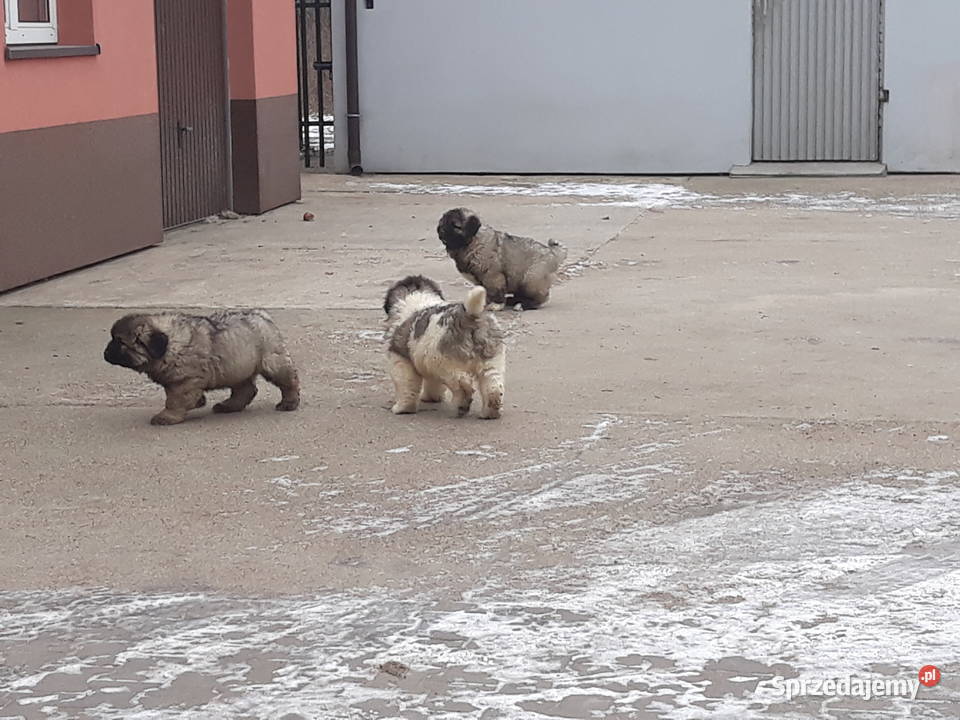 piękne szczeniaki owczarka kaukaskiego Będków sprzedam