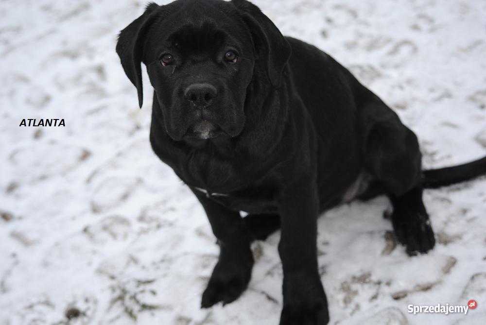 Cane Corso rodowodowe szczenięta FCI Godziesze Małe