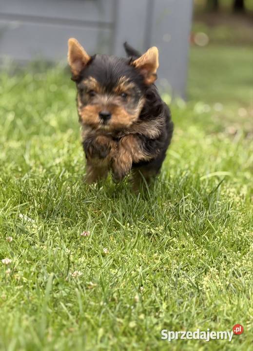 Yorkshire terrier piesek York lubuskie sprzedam