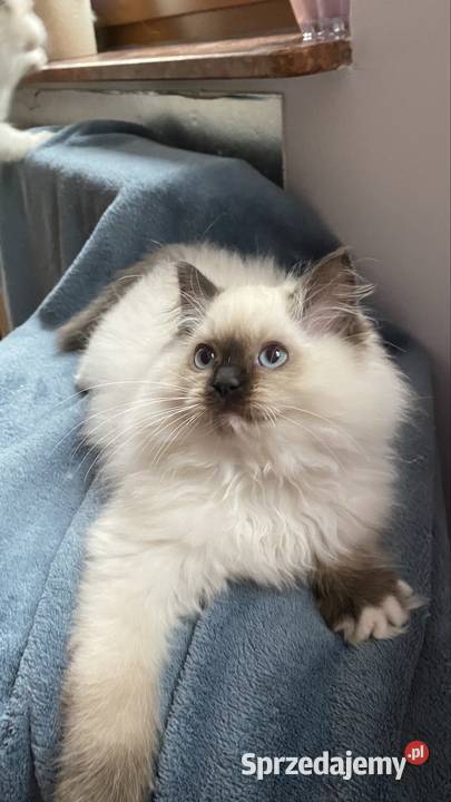 Małe kotki Ragdoll FPL Ragdoll Katowice