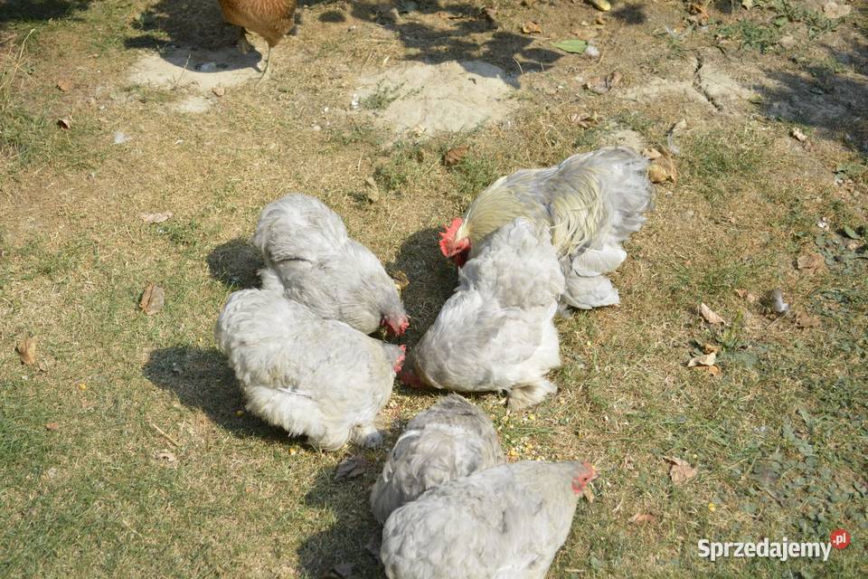 Kury feniksy białe i czerwone podkarpackie Rzeszów