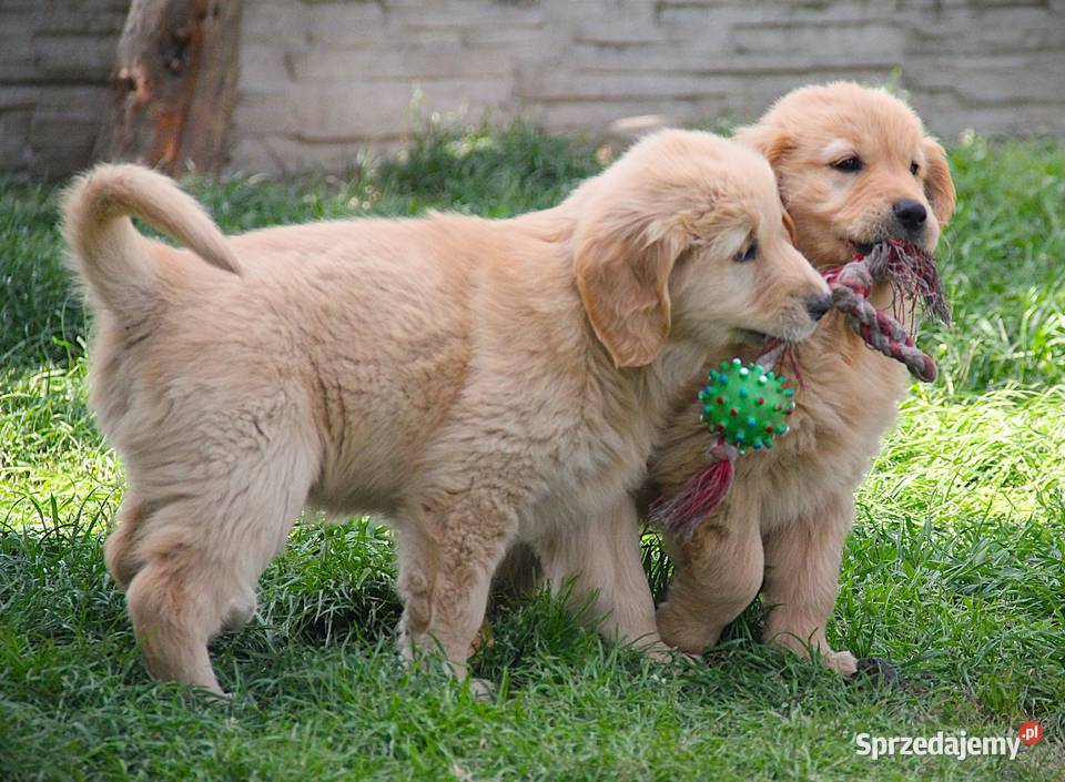 Chłopczyk linii Amerykański Golden Retriever Golden Retriever Golden Retriever Kędzierzyn-Koźle