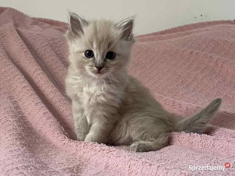 Ragdoll Boguchwała sprzedam