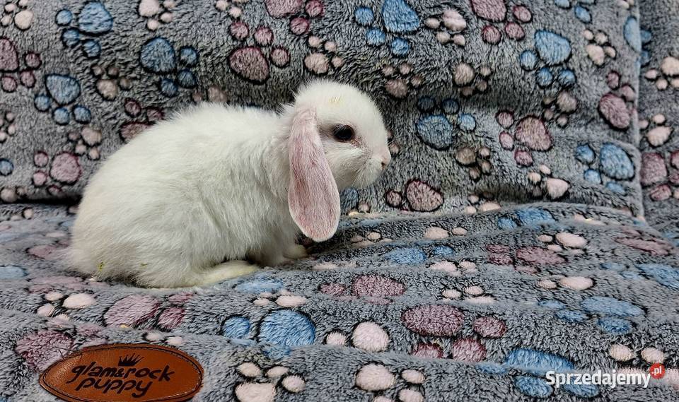 Króliczek Baranek Mini Lop samczyk mazowieckie Wołomin