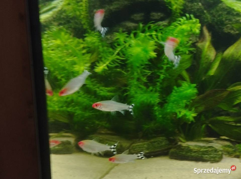 Zwinnik blehera czerwonousty Ryby akwariowe świętokrzyskie sprzedam