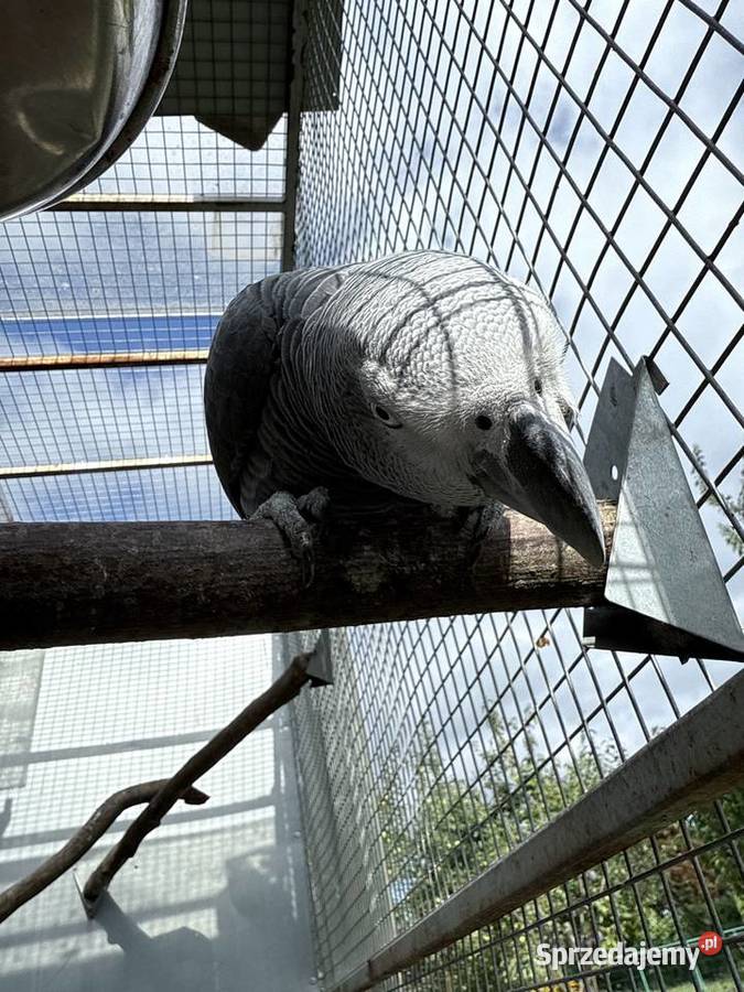 Zako samica 3 letnia