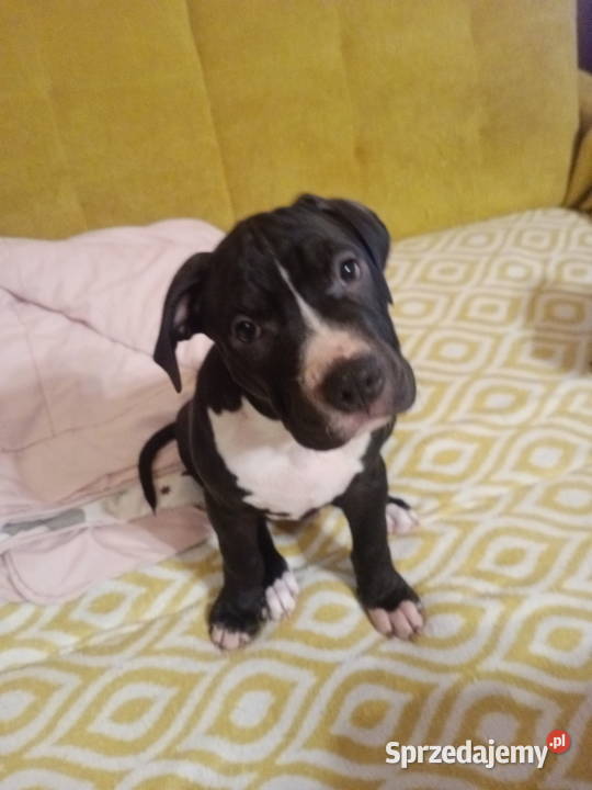 Amstaff piesek 4 miesiące Warszawa
