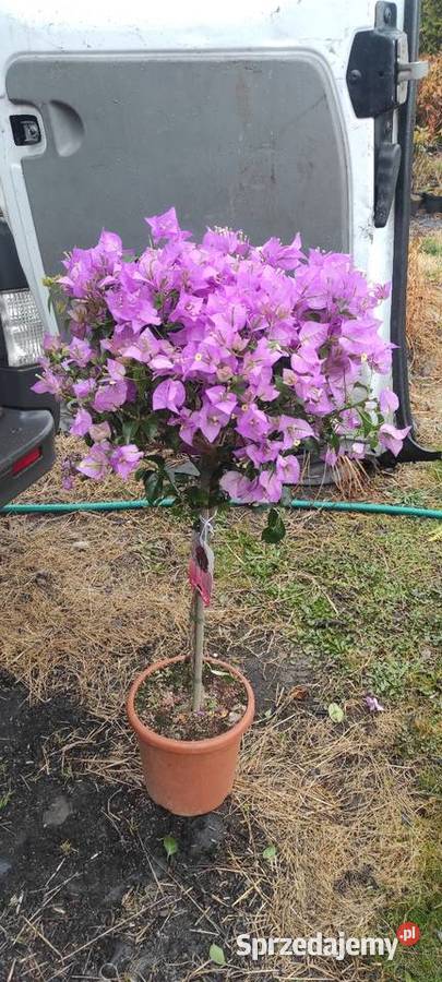 Rośliny szczepione Radymno sprzedam