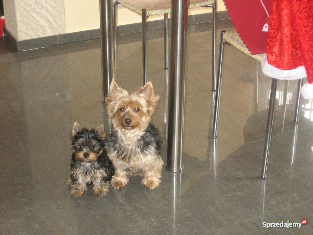 szczeniaka York Shire Terrier z rodowodem Luboszyce