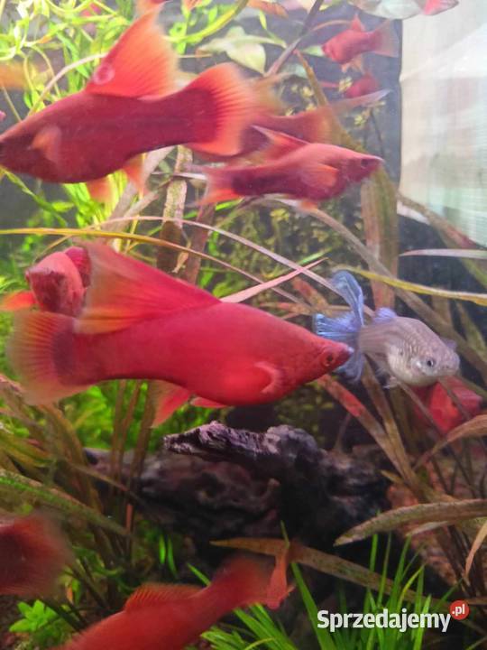 Mieczyki czyste Delty